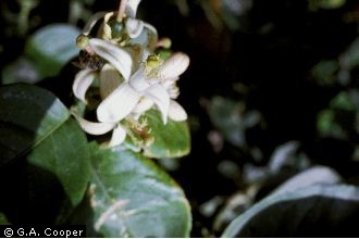 Photo of Citrus ×paradisi Macfad. (pro sp.) [maxima × sinensis]