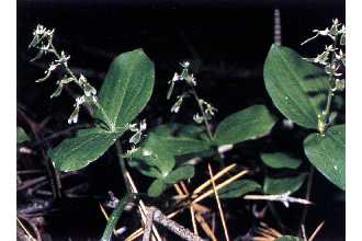 Photo of Listera convallarioides (Sw.) Nutt. ex Elliot