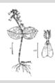 View a larger version of this image and Profile page for Listera convallarioides (Sw.) Nutt. ex Elliot