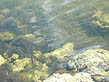 photo of aquatic vegetation and rocks