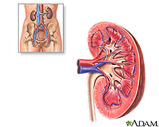 Ilustración de la anatomía del riñón