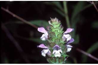 Photo of Prunella vulgaris L.