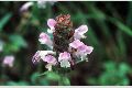 View a larger version of this image and Profile page for Prunella vulgaris L.