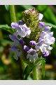 View a larger version of this image and Profile page for Prunella vulgaris L.