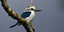 Collared kingfisher closeup