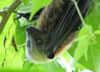 Samoan fruit bat, Pteropus samoensis