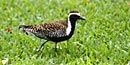 Pacific golden plover in breeding plumage—soon to be flying 5,500 miles to the Alaskan Arctic