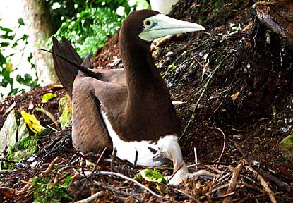 Brown booby, fua'o, nest on Pola Ridge