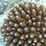  Coral head button