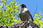 Peregrine Falcon