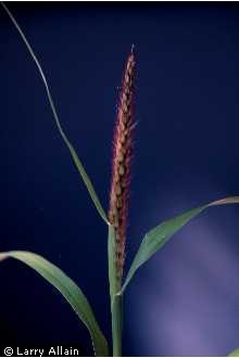 Photo of Pennisetum ciliare (L.) Link