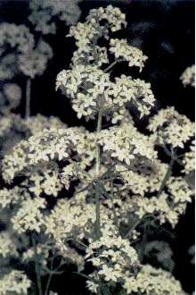 Photo of Galium boreale L.