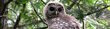 Owl stares out from evergreen tree