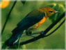Photo: Prothonetary warbler, 