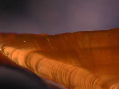 photo of shortraker rockfish otolith with darl glassy area