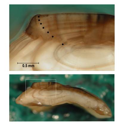 Otolith cross-section made by breaking an otolith in half in the transverse direction, and burning the resulting surface in an alcohol flame. Annular marks, labeled with dots, indicate this otolith was taken from a 7-year-old fish