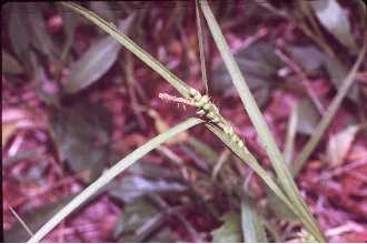 Photo of Carex granularis Muhl. ex Willd.