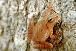 Spring Peeper