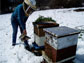 Photo of scientist opening honey bee nest