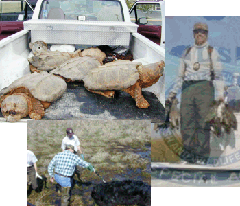 collage of 3 pictures; top left four large turtles in back of pickup truck, middle right picture of special agent holding seized dead ducks,  bottom left picture of three agents investigating death of Louisiana black bear