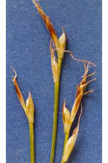 Photo of Carex geyeri Boott