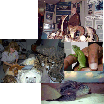 collage of 4 pictures; top right picture of wildlife inspectors with a training display of  confisicated wildlife items, middle left picture of wildlife inspector noting inventory of various seized wildlife items, middle right picture of wildlife inspector holding a live green lizzard from shipment, bottom right picutre of sea turtle crawling back into the ocean 