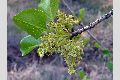 View a larger version of this image and Profile page for Fraxinus anomala Torr. ex S. Watson