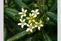 View a larger version of this image and Profile page for Pittosporum tobira (Thunb.) W.T. Aiton