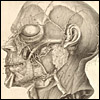 Icones anatomicae... by Albrecht von Haller and C.J. Rollinus