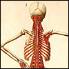 Romanae archetypae tabulae anatomicae novis by Bartolomeo Eustachi and Giulio de’Musi