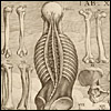Tabulae anatomicae by da Cortona