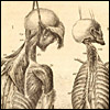 Engravings of the bones, muscles, and joints by John Bell