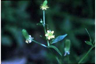 Photo of Ranunculus sceleratus L.
