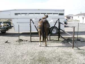 Photo of a horse walking through a V-gate. A horse trailer hitched to a pickup truck is visible in the background.