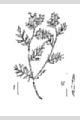 View a larger version of this image and Profile page for Rorippa sylvestris (L.) Besser