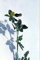 View a larger version of this image and Profile page for Medicago lupulina L.