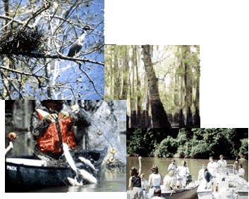 Picture Collage - Man on Canoe pulling in fish with a net - Bird perched on branch next to nest - Lots of people on boats - Forest in marsh