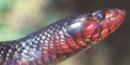 Indigo Snake