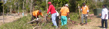 Volunteers trimming and piling up vegetation