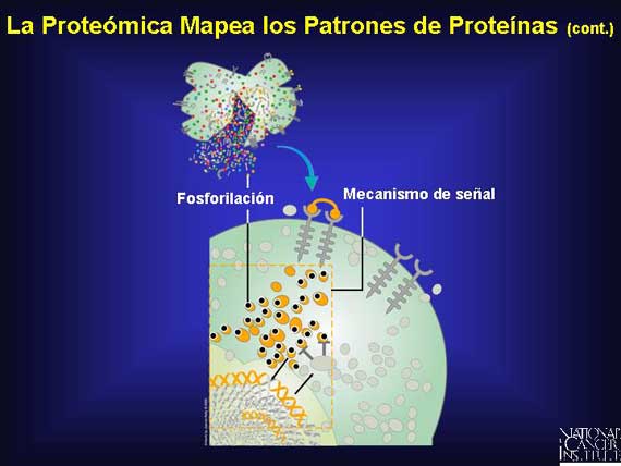La Proteómica Mapea los Patrones de Proteínas (cont.)