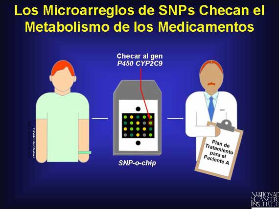Los Microarreglos de SNPs Checan el Metabolismo de los Medicamentos