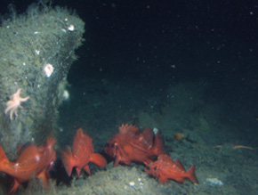 rougheye rockfish school in boulder/cobble habitat