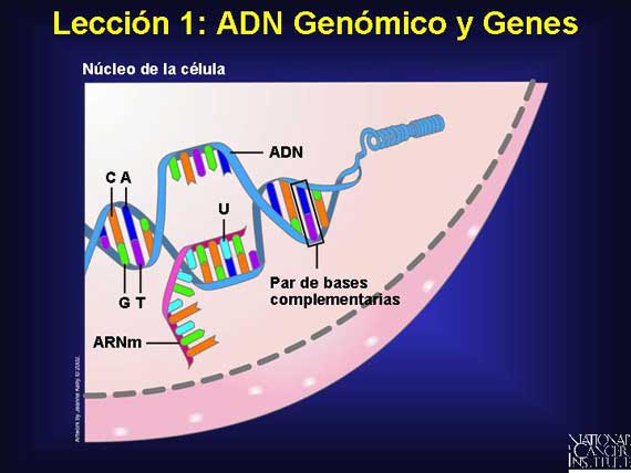 Lección 1: ADN Genómico y Genes