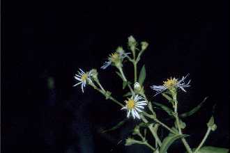 Photo of Symphyotrichum prenanthoides (Muhl. ex Willd.) G.L. Nesom