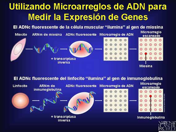 Utilizando Microarreglos de ADN para Medir la Expresión de Genes