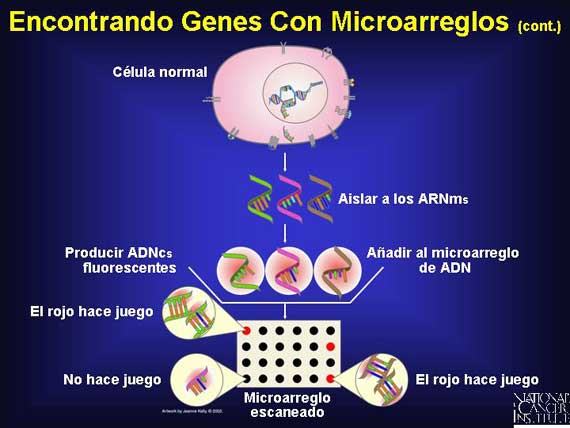 Encontrando Genes Con Microarreglos (cont.)