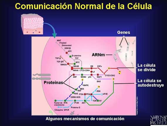 Comunicación Normal de la Célula