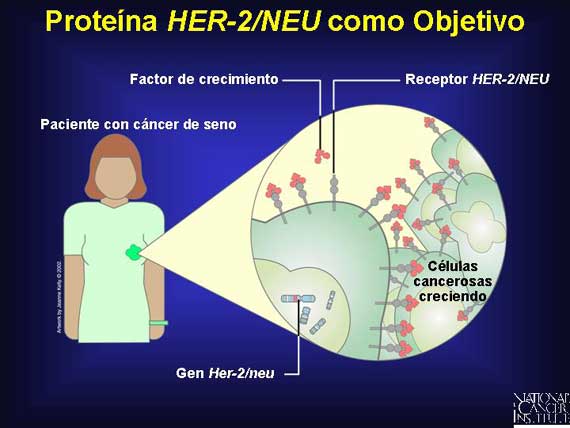 Proteína <i>HER-2/NEU</i> como Objetivo
