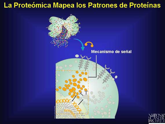 La Proteómica Mapea los Patrones de Proteínas