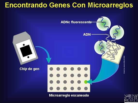 Encontrando Genes Con Microarreglos